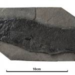 Pinnalongus saxoni. (NMS_NMS-G.1987.7.121p – Holotype.) Eifelian Age (Devonian Period) (387.7 – 393.3 Ma B.P.) See 3D fossils online. GB3D Type Fossils.