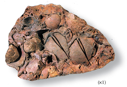 In the Silurian rocks of Shropshire, unusually preserved Pentamerus oblongus have led to the rock in which they occur being called 'government rock'. Here, the original shell material of the brachiopods has dissolved away leaving only internal and external moulds. Where shell structures relating to muscle attachment inside the pedicle valve have disappeared, the moulds are characterised by arrow-like slits like the symbol used for government bench-marks and on prison uniforms.