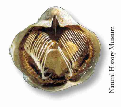 A silicified brachiopod showing the structure (brachidia) that supports the coiled arms of the lophophore. Knowledge of the internal features of the valves is required as an aid to identification.