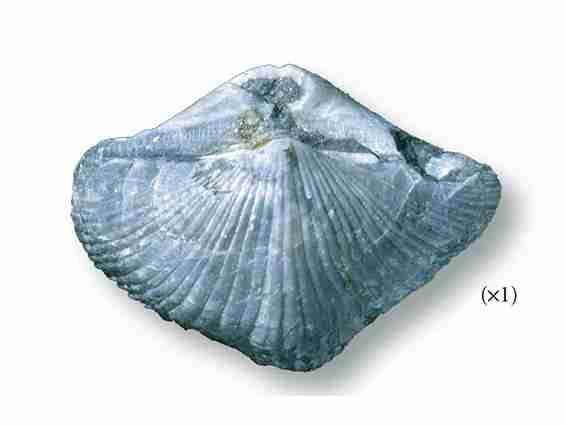 Spirifer (Carboniferous).