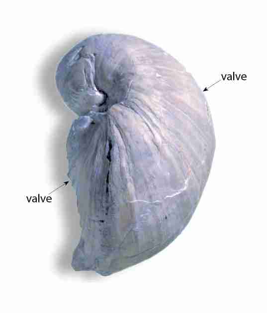 Volviceramus involutus (J C Sowerby, 1828) has two very differently shaped valves.