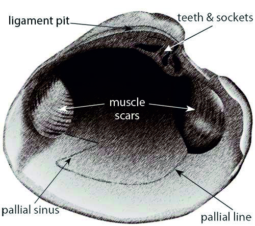 Anatomy of a bivalve shell.