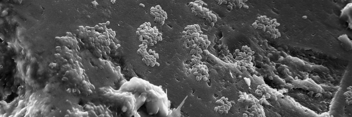 BGS Geomicrobiology laboratory