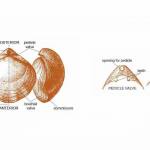 The main features of a brachiopod shell and hinge. Many brachiopods have their valves hinged together, typically by a pair of ventral teeth and dorsal sockets. The snugly fitting join between the two closed valves is called the commissure. The inner surface of the valves may bear various projections and depressions that reflect the location and form of organs or muscles that open and close the valves. The external surface may show various types of ornamentation including concentric growth lines, lamellae and wrinkles (rugae), ribs, folds, sulci and spines.