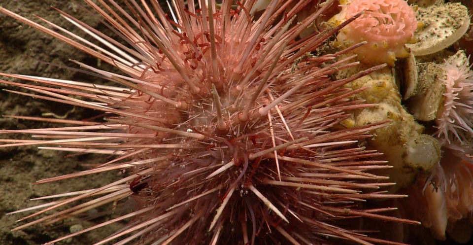 A modern sea-urchin.