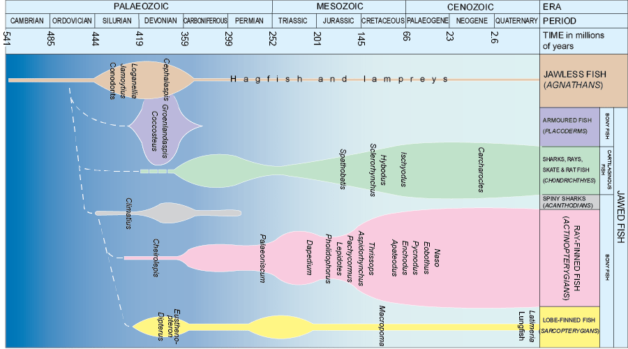 The evolution of the main groups of fish through geological time. The names of those fish illustrated or mentioned in the text are in italics to show their relative age.