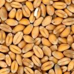 Grains of wheat