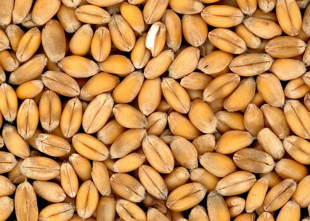 Grains of wheat