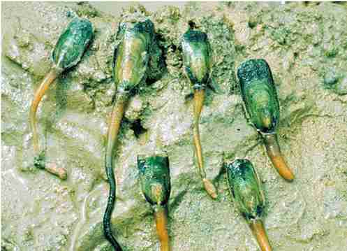 The genus Lingula has survived virtually unchanged from the Cambrian to the present day. Unlike most brachiopods, it lives successfully in brackish water environments such as tidal mud flats. Lingula uses its pedicle to move up and down in the vertical burrow in which it lives. The pedicles of Lingula are a delicacy in some Asian countries, and are known as 'lamp shells'.