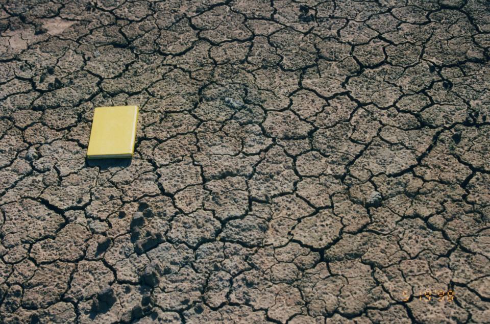 Mud cracks in Lambeth Group