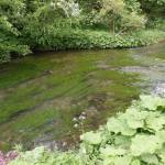 River with algae