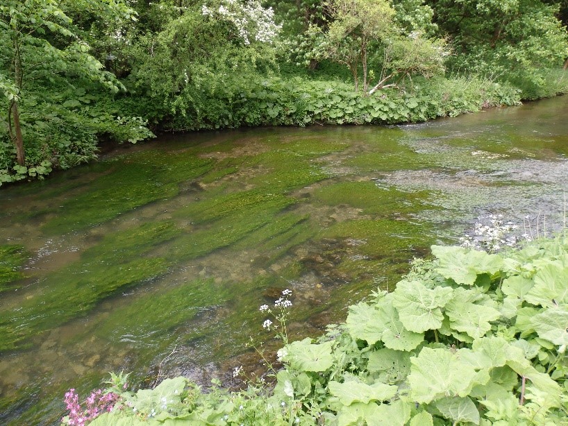 River with algae