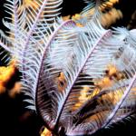 A living crinoid, Gulf of Aqaba, Red Sea.