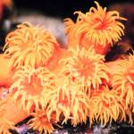 Colony of living coral, Tubastrea sp.
