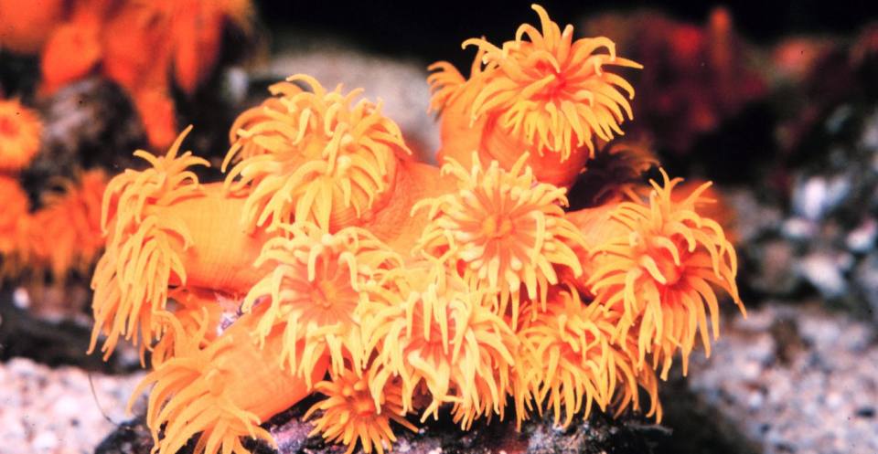 Colony of living coral, Tubastrea sp.