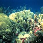 A living coral reef in the Florida Keys National Marine Sanctuary.