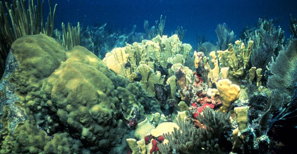 A living coral reef in the Florida Keys National Marine Sanctuary.