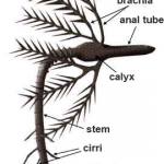 Anatomy and feeding position of a stemmed crinoid. The current flow is left to right.