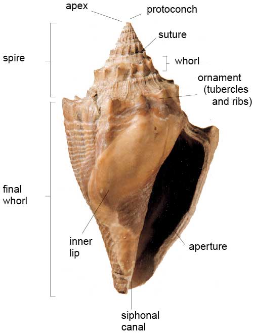The shell of Volutispina luctator showing some of its different parts.
