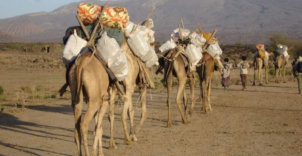 Fieldwork camels