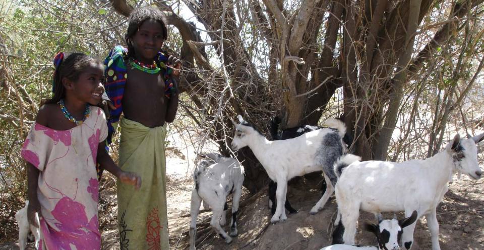 Children and goats