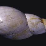 Galba longiscata (a basommatophore) from southern England lived in fresh waters during the Palaeogene (Eocene to Oligocene). This thin-shelled gastropod grazed on plants growing around lake shores.