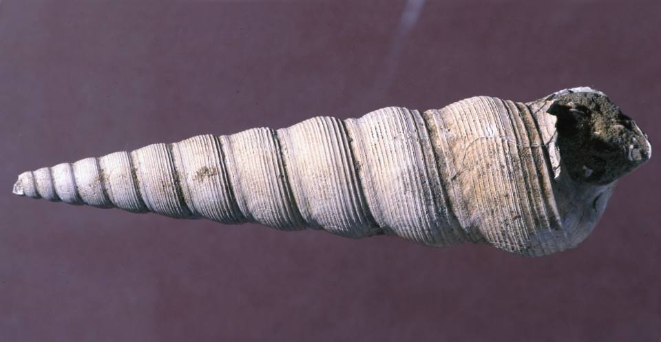 The caenogastropod Turritella sulcifera, from Hampshire, southern England, searched for food by burrowing into the muddy sea floor during the Palaeogene (Eocene).