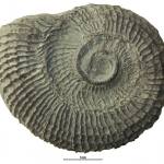 Horiostoma discors var. mariae. (SM A 10212 – Syntype.) Wenlock Epoch (Silurian Period) (427.4 – 433.4 Ma B.P.) See 3D fossils online. GB3D Type Fossils.
