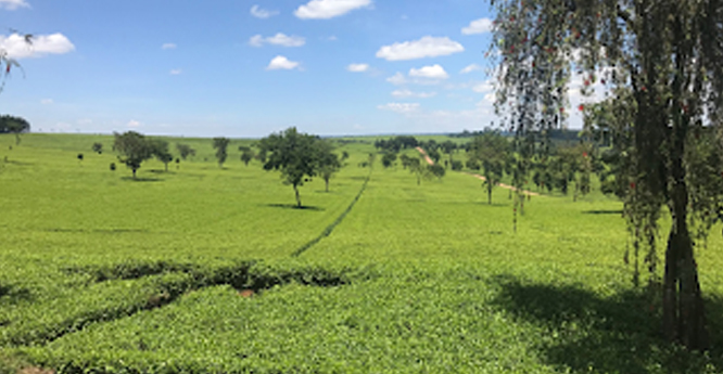 Tea estates in Nandi Hills