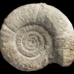 ammonite p885148