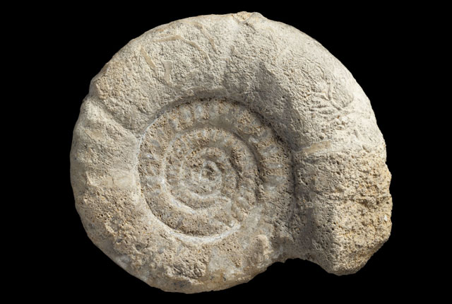 FOSSIL