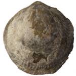 brachiopod p871945