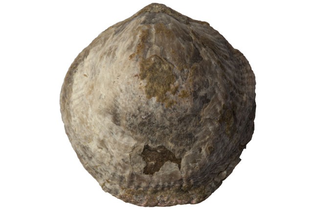 brachiopod p871945