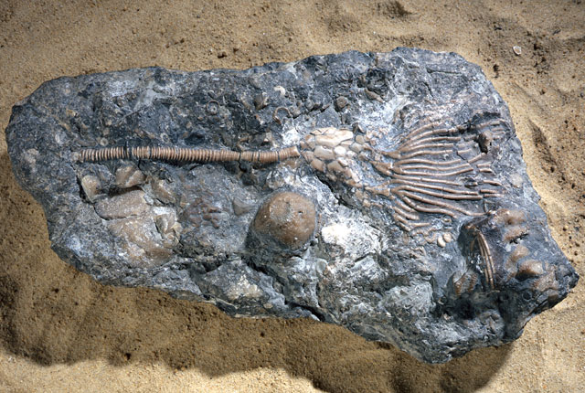 About fossil deals