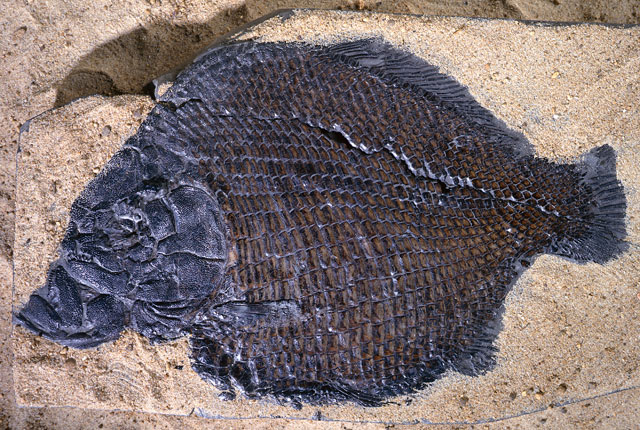 fish p549583