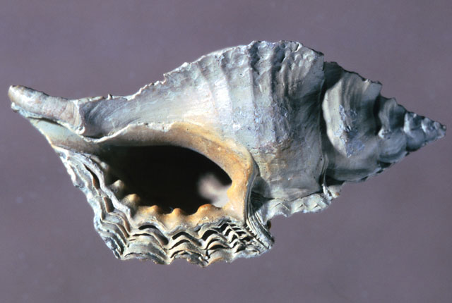 Gastropods p550284