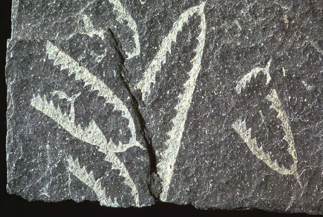 Graptolites British Geological Survey