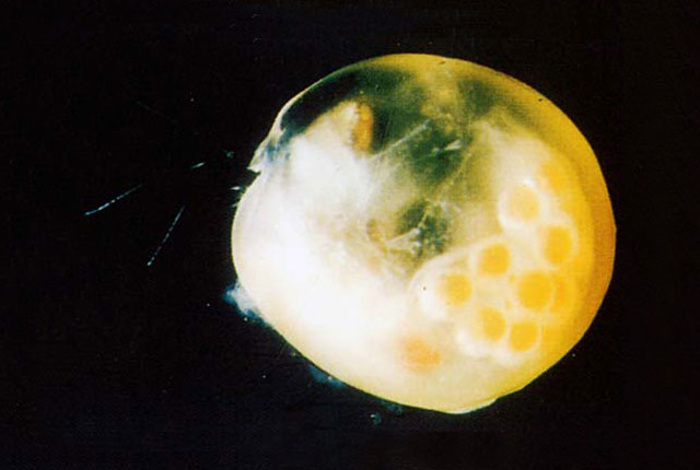 Ostrocod gigantocypris