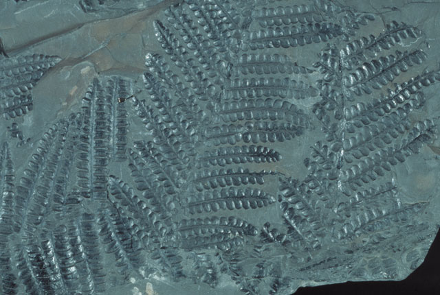 Plant p257568