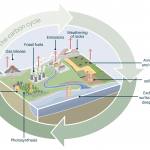 The carbon cycle