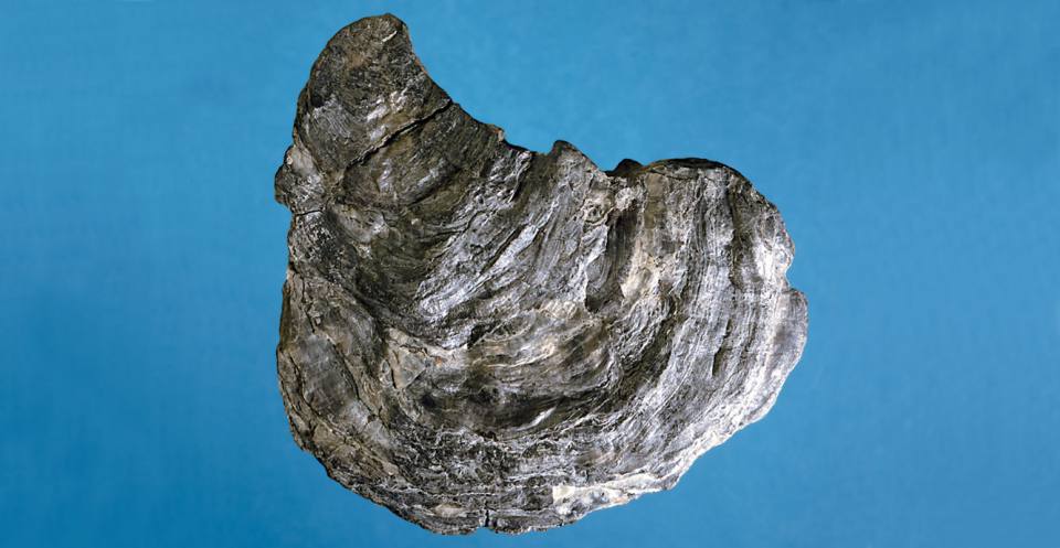 Deltoideum (a Jurassic oyster).