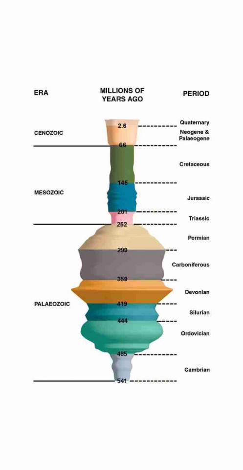 The main divisions of Earth history in which brachiopods have lived, showing the relative diversity of the phylum through time. Maximum diversity is seen in the Devonian.