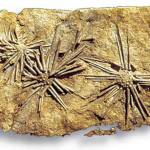 Hemicidaris from the Jurassic, with elongate spines.