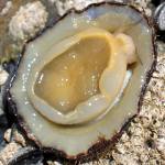 Common limpets, patella vulgata, can cause a surprising amount of erosion as they nibble away at features such as Chalk cliffs at a rate of up to 1.5 mm per year.