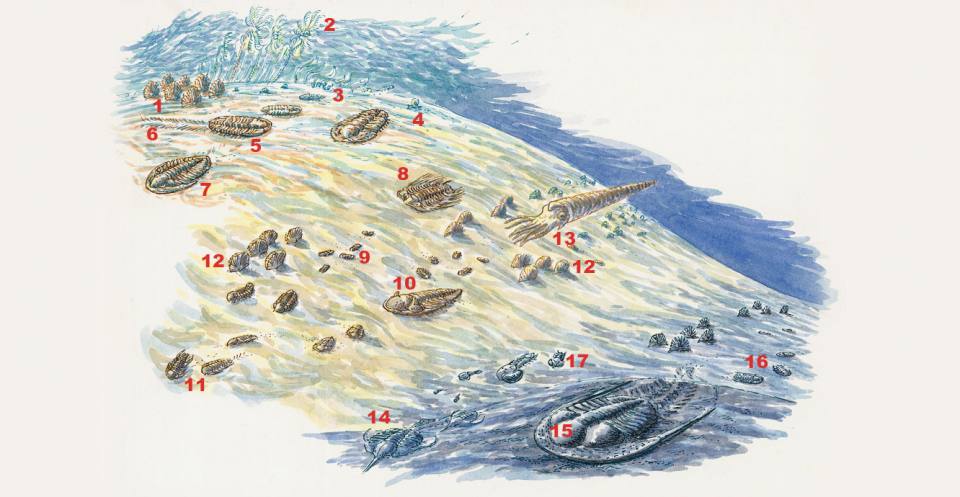 Lebensstile von Trilobiten: Das Gemälde zeigt, wie Trilobiten aus verschiedenen Epochen im Meer lebten. In flachen Gewässern unter den Muscheln (1), Krinoiden (2), Algen (3) und Gastropoden (4) waren die Faunen groß, aber von geringer Vielfalt, z. Flexicalymen (5). Zwischenfaunen waren vielfältiger - Selenopeltis (8), Geragnostus (9), Chasmops (10) und Remopleurides (11) lebten neben Brachiopoden (12) und Nautiloiden (13). In den Tiefen des Meeres waren die Trilobiten klein und blind mit mäßiger Vielfalt - Ampyx (14), Tretaspis (15) und Shumardia (16), mit Pricyclopyge (17) schwimmen oben.