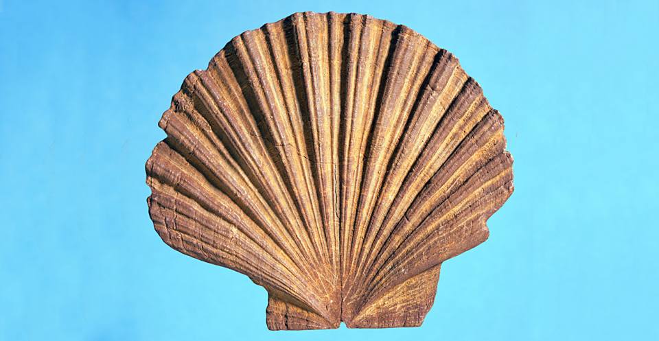 Pecten (Eocene to Recent).