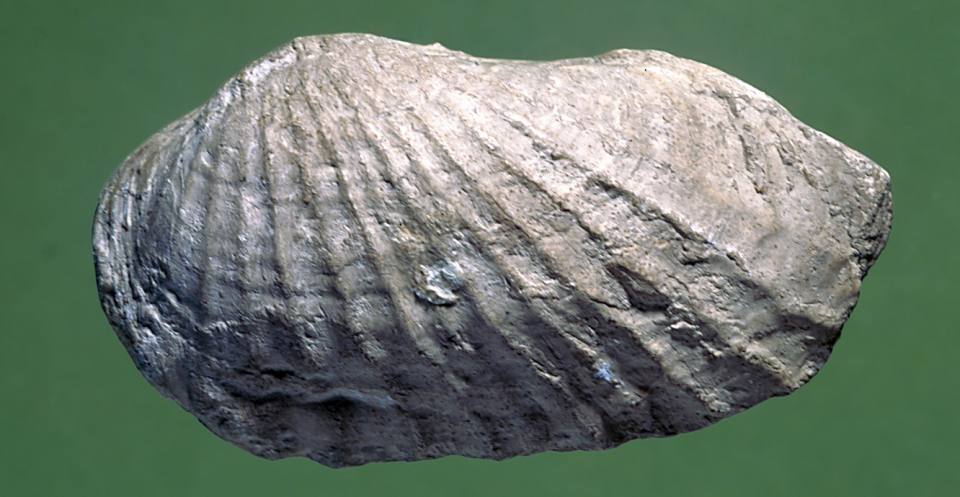 Pholadomya (Triassic to Recent), a deep-burrowing bivalve.