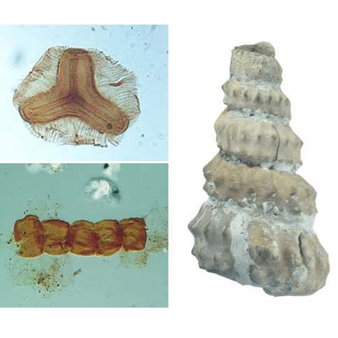 Fossil specimens
