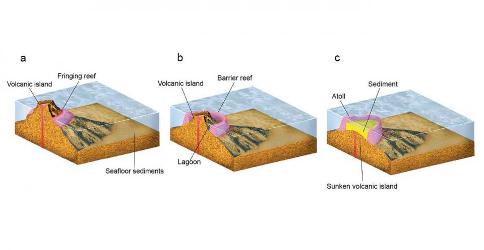 a) A fringing reef (left) forms when coral reefs grow in warm, shallow coastal waters. Sudden changes of sea level, such as during the last Ice Age, kill the coral, but where sea level rises (or the land sinks) at a slow rate, coral growth can keep pace. b) The volcanic island has subsided slowly and the reef has grown upwards at the same rate. In this way the reef has formed a barrier reef (centre) a little way from the shore and with a lagoon behind it. c) Continued subsidence (or rise in sea level) causes the volcanic island to disappear below the waves. The reef, however, continues to grow, taking on a roughly circular shape (an atoll) (right) and enclosing a lagoon, floored by sediment and reef debris.
