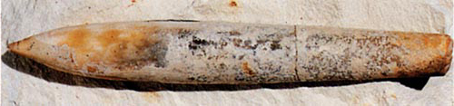 Actinocamax plenus (Blainville, 1825).